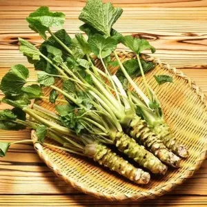 最新研究：山葵能增强老化大脑的记忆能力！