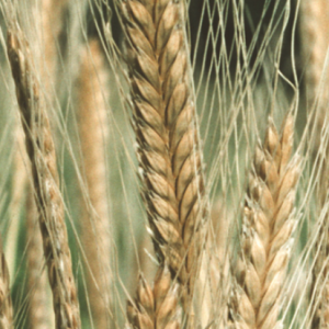 How humans evolved a starch-digesting superpower long before farming?